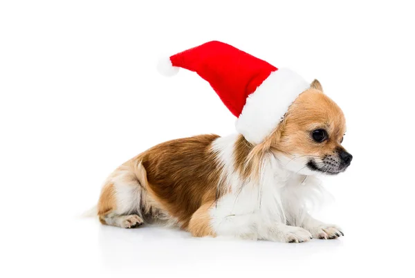 Cute chihuahua  in Christmas hat — Stock Photo, Image