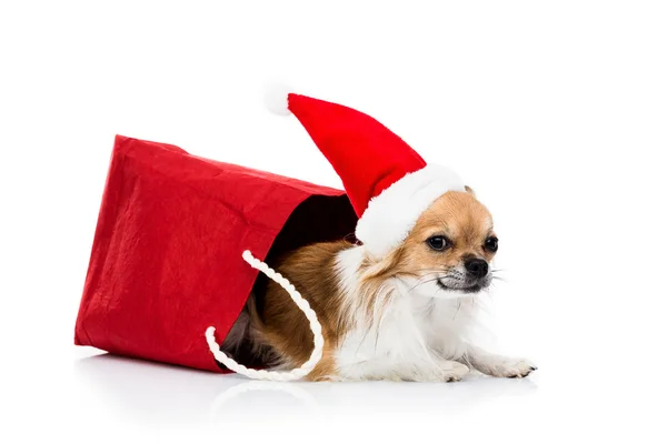 Christmas chihuahua   in  shopping bag — Stock Photo, Image