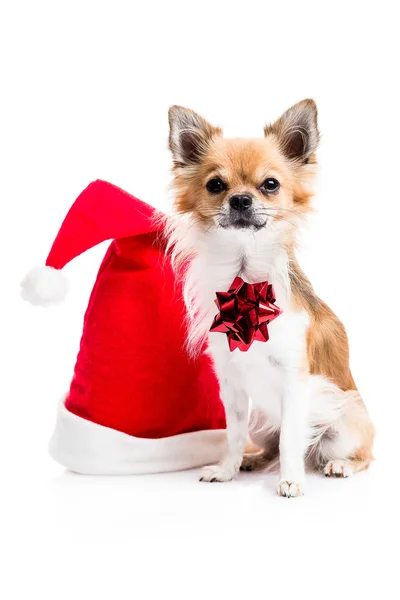 Chihuahua with Christmas hat — Stock Photo, Image