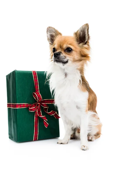 Cute chihuahua  with gift box — Stock Photo, Image
