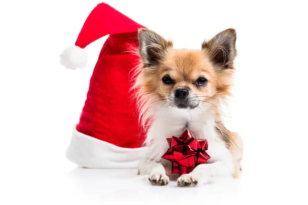 Chihuahua with Christmas hat — Stock Photo, Image