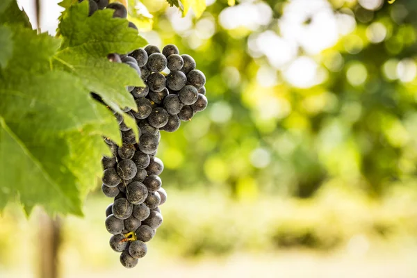 Red bunches of grapes — Stock Photo, Image