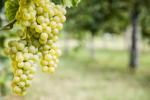 White wine grapes — Stock Photo, Image