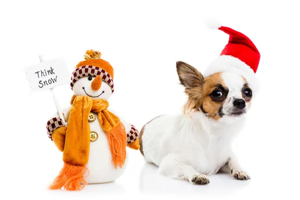Chihuahua in  Christmas hat and snowman — Stock Fotó