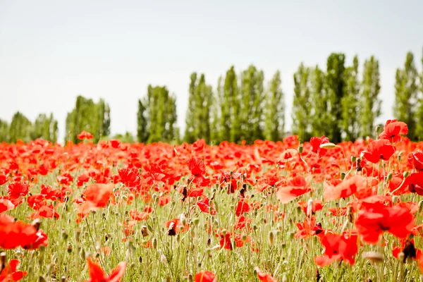 Coquelicots rouges sur le champ vert — Photo