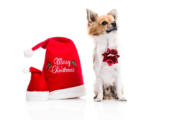 Chihuahua with Christmas hats — 스톡 사진