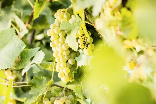 White wine grapes — Stock Photo, Image