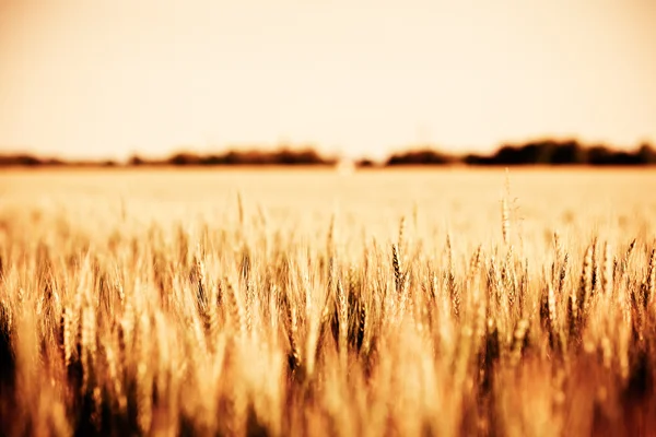 Sarı buğday alan kulakları olgunlaşma — Stok fotoğraf