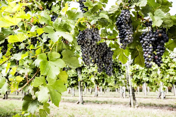 Red bunches of grapes — Stock Photo, Image