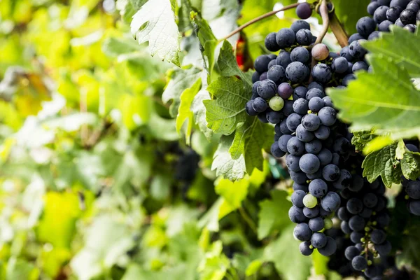 Red bunches of grapes — Stock Photo, Image