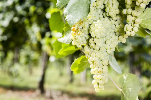 Uvas de vino blanco —  Fotos de Stock