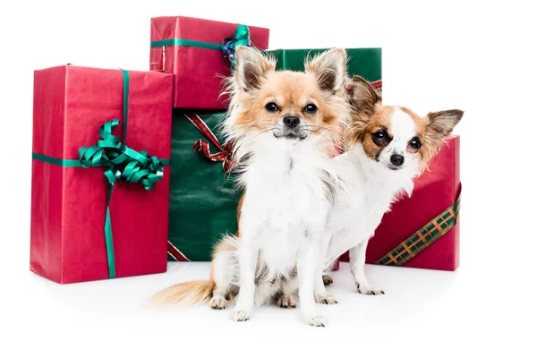 Chihuahuas with  Christmas  gift  boxes — Stock Photo, Image