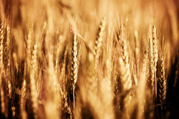 Field of wheat at sunset — Stock Photo, Image