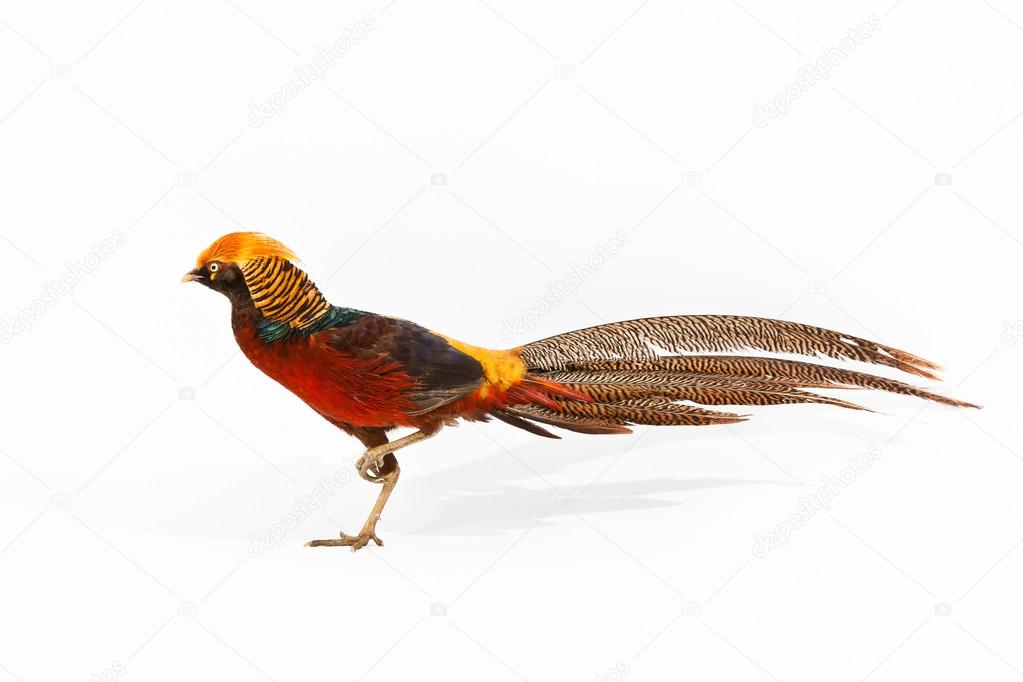 Golden Pheasant or 'Chinese Pheasant'