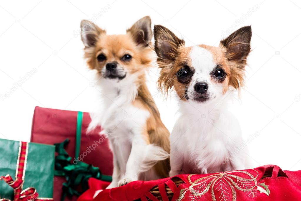 Chihuahuas with  Christmas  gift  boxes