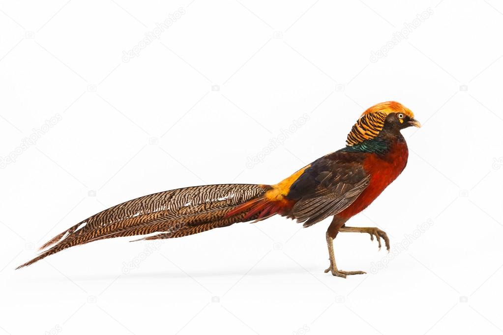 Golden Pheasant or 'Chinese Pheasant'