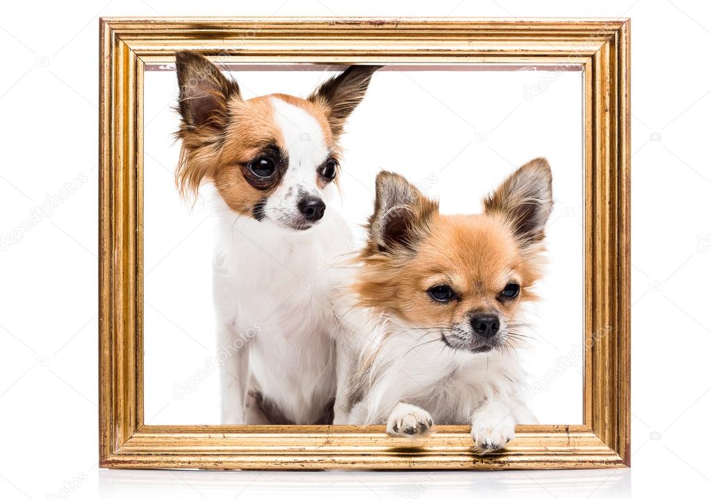 Beautiful chihuahua dogs  inside a frame