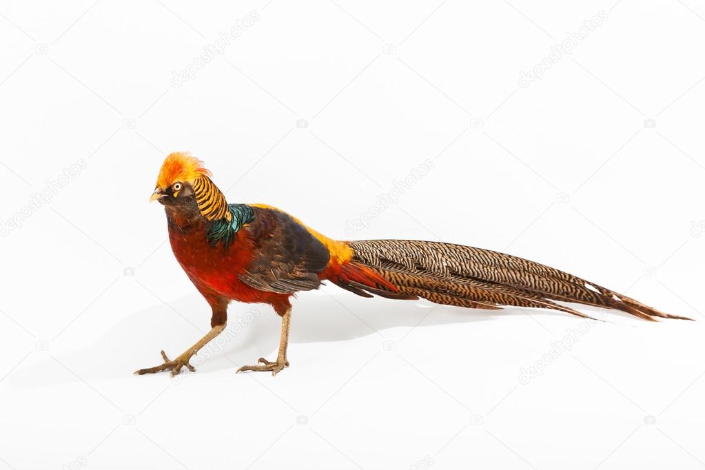 Golden Pheasant or 'Chinese Pheasant'