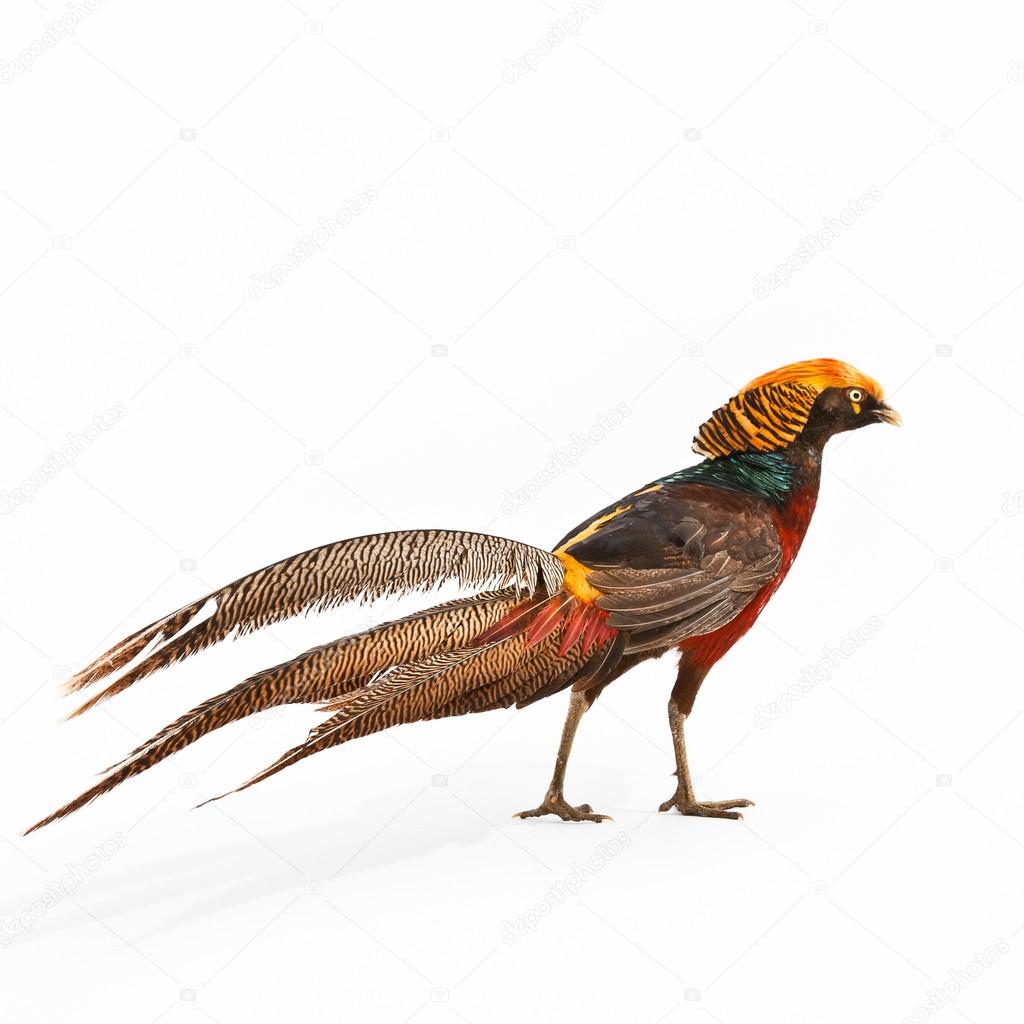 Golden Pheasant or 'Chinese Pheasant'