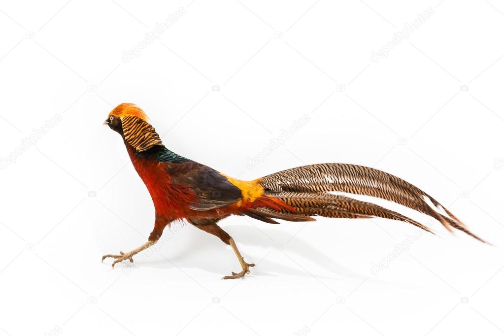 Golden Pheasant or 'Chinese Pheasant'