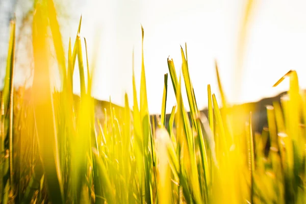 Ufuk closeup çimen — Stok fotoğraf