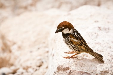 Serçe bir taşa oturur