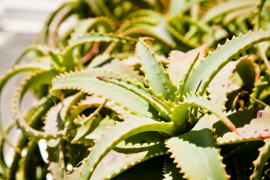 aloe vera bitkileri
