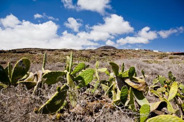 kaktüsler volkanik bir alan üzerinde