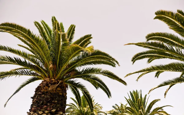 Palmiye ağaçları egzotik adada — Stok fotoğraf