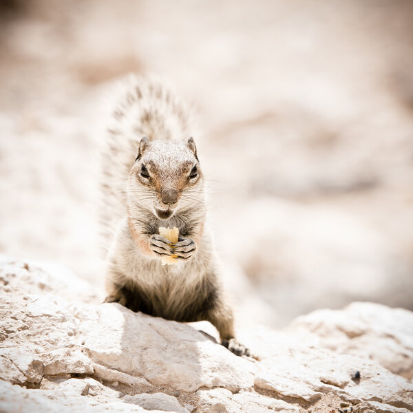 Barbary ground squirrel eating