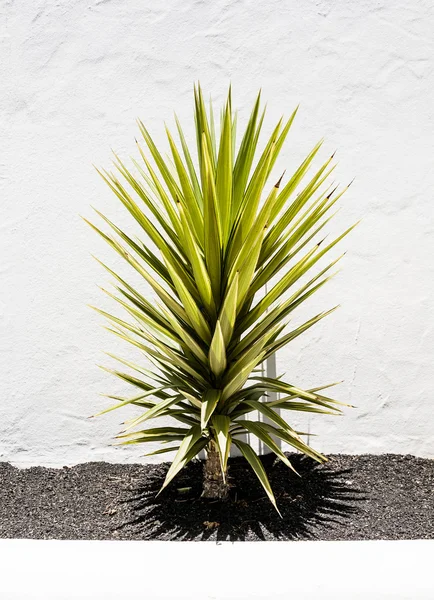 Kleine Palme Stockbild