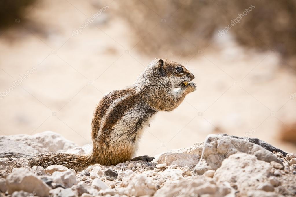 Barbary ground squirrel eating