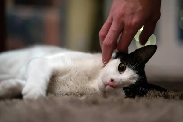 Jeune petit chat blanc et noir — Photo