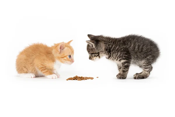 Két kiscica élelmet keres fehér alapon. — Stock Fotó