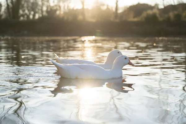 Dos patos blancos nadando en un lago con la puesta de sol en el fondo — Foto de Stock