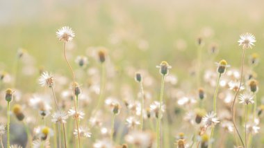 çimen çiçek gün ışığına