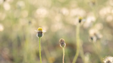 çimen çiçek gün ışığına