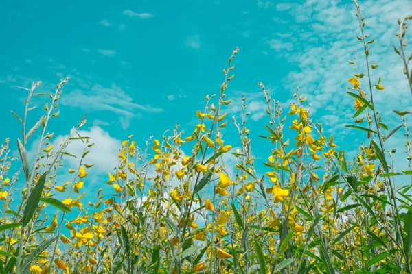 Campo de flores amarelo — Fotografia de Stock