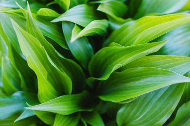 Hosta yaprakları