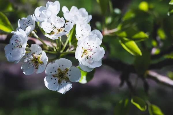 Гілка квітучої груші — стокове фото
