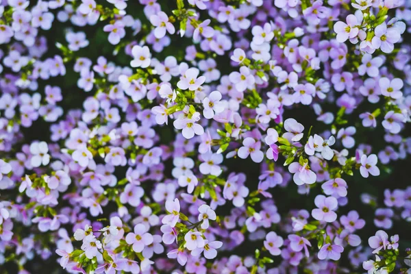 Pequeñas flores moradas —  Fotos de Stock