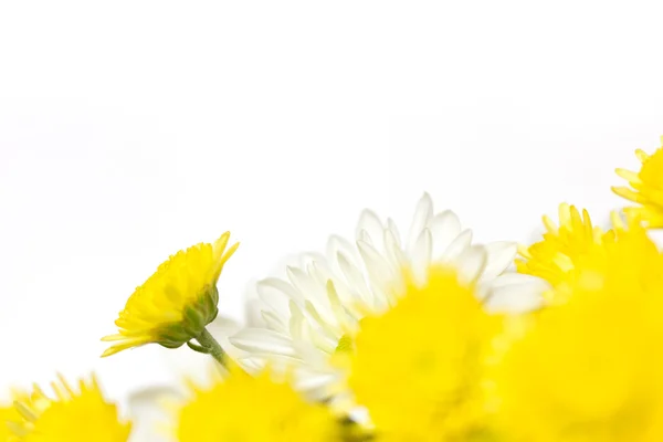 Crisântemos brancos e amarelos sobre um fundo branco — Fotografia de Stock
