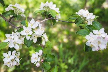 dal çiçek açması elma