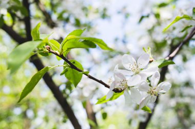 dal çiçek açması elma