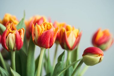 Kırmızı lale buketi.