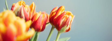 Turuncu laleli pankart.