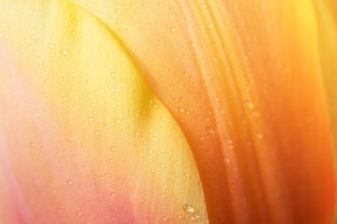 Lale yapraklarının doğal sarı-turuncu gradyanı.