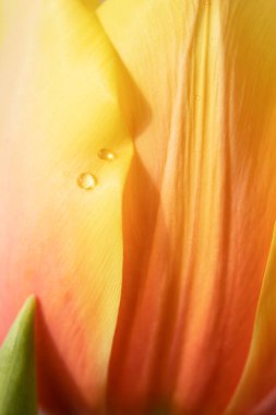 Lale yapraklarının sarı-turuncu gradyanı ve su damlaları. Makro görünüm.