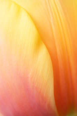 Yumuşak-odaklı sarı-turuncu eğimli, düz çizgili. Lale yapraklarının makrosu.