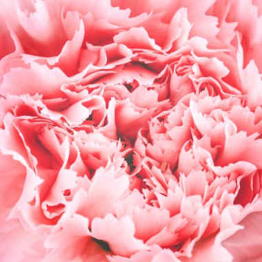 Karanfil çiçeğinin Macro 'su.